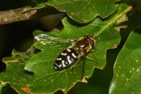 Scaeva pyrastri