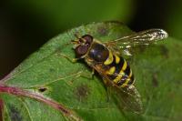 Syrphus vitripennis