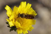 Episyrphus balteatus