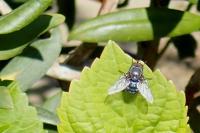 Calliphora vicina