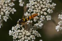 Sphaerophoria scripta