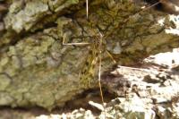 Austrolimnophila ochracea