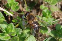 Eristalis tenax