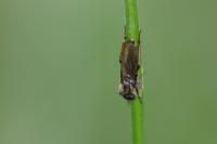 Bibio lanigerus