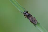 Bibio lanigerus