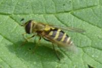 Syrphus ribesii