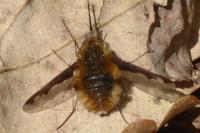 Bombylius major