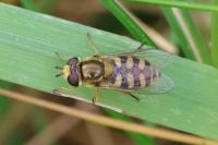 Eupeodes corollae