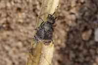 Platystoma seminationis