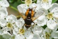 Tachina fera