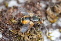 Tachina fera