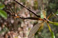 Tipula