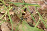 Ctenophora ornata