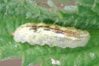 Syrphus
