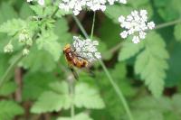 Volucella inflata