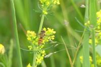Episyrphus balteatus