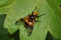 Volucella inflata