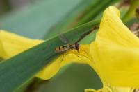Episyrphus balteatus
