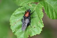 Clitellaria ephippium