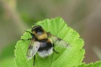 Volucella bombylans