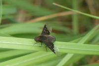 Hemipenthes morio
