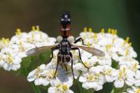 Cylindromyia brassicaria