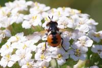 Gymnosoma rotundatum