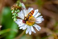 Episyrphus balteatus