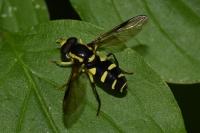 Philhelius pedissequus