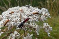 Cylindromyia bicolor