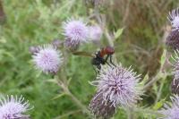 Cylindromyia bicolor