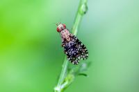 Trypetoptera punctulata