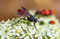 Cylindromyia bicolor