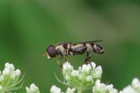 Syritta pipiens