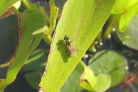 Chloromyia formosa