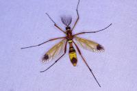 Ctenophora ornata