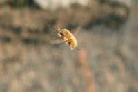 Bombylius