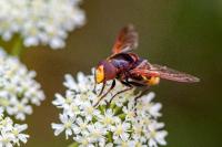 Volucella zonaria