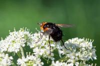 Mesembrina meridiana