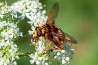 Milesia crabroniformis