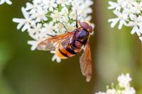Volucella zonaria