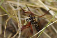 Dasypogon diadema