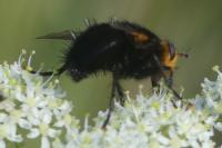 Tachina grossa