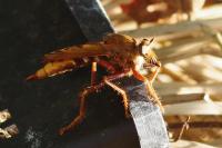 Asilus crabroniformis