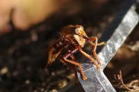 Asilus crabroniformis