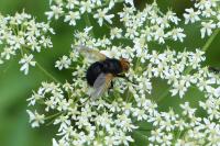 Tachina grossa
