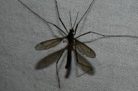 Nigrotipula nigra