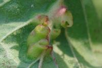 Craneiobia corni