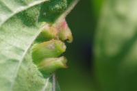 Craneiobia corni