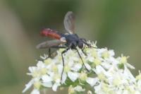 Cylindromyia bicolor